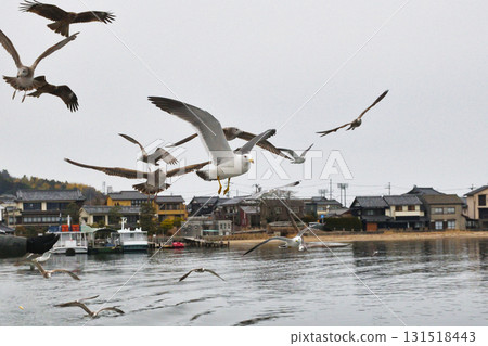 在天橋立（京都府宮津市）的觀光船上餵海鳥 131518443