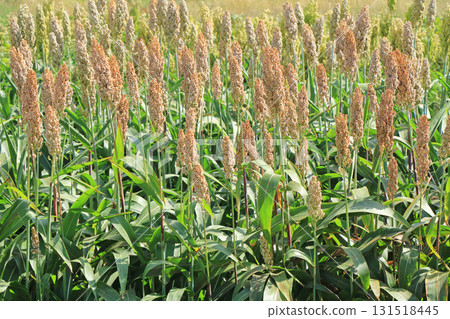 高粱粒 高粱粒 131518445