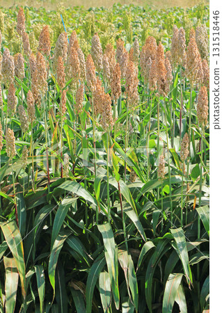 高粱粒 高粱粒 131518446