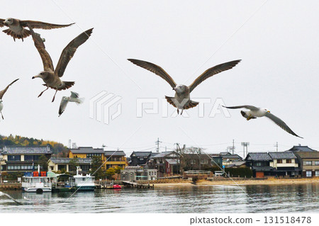 天橋立（京都府宮津市）的觀光船旁，海鳥們正在飛翔 131518478
