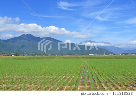 北阿爾卑斯山腳下的神田之秋 131518528