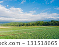 One side cabbage field 131518665