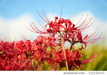 Bright red spider lilies adorn golden ears of rice. A tranquil Japanese countryside scene reminiscent of autumn. Bright red spider lilies adorn golden ears of rice. A tranquil Japanese countryside scene reminiscent of autumn. 131519137