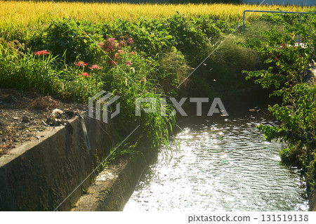 A red dragonfly flies over a sparkling irrigation canal. A peaceful autumnal Japanese countryside scene. A red dragonfly flies over a sparkling irrigation canal. A peaceful autumnal Japanese countryside scene. 131519138