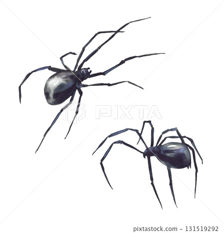 Black spiders realistic watercolor hand drawn two dark scary insects. Detailed arachnid illustration isolated from background. Clipart for Halloween card design, biology, nature and animal themes. Black spiders realistic watercolor hand drawn two dark scary insects. Detailed arachnid illustration isolated from background. Clipart for Halloween card design, biology, nature and animal themes. 131519292