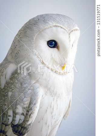 Looking Owl 131519771