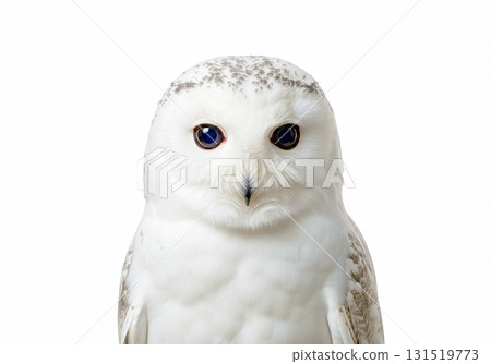 Looking Owl 131519773
