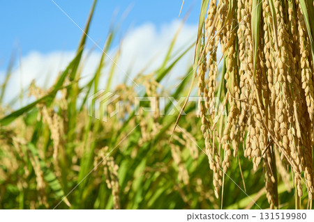 A close-up of rice being dried in the sun on a rice rack. A rice field at harvest time. 131519980