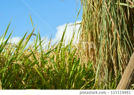 A close-up of rice being dried in the sun on a rice rack. A rice field at harvest time. 131519981