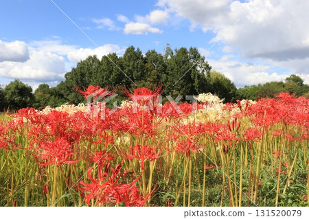 Cluster amaryllis, ears of rice and a scarecrow 131520079