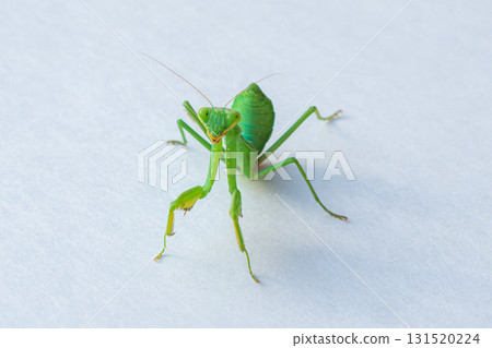 Close-up portrait photo of adult green Praying Mantis, Mantis religiosa insect on white gradient background with shadow facing camera, eyes looking left. Blank, template for artworks Close-up portrait photo of adult green Praying Mantis, Mantis religiosa insect on white gradient background with shadow facing camera, eyes looking left. Blank, template for artworks 131520224