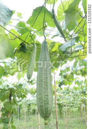 Luffa acutangula on farm for harvest Luffa acutangula on farm for harvest 131520382