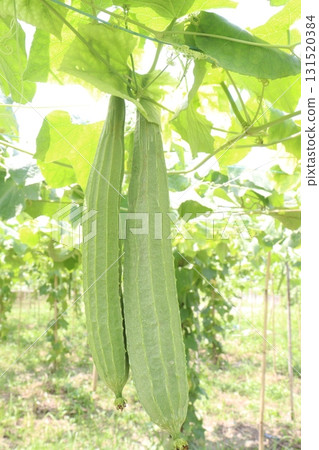 Luffa acutangula on farm for harvest 131520384