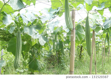 Luffa acutangula on farm for harvest Luffa acutangula on farm for harvest 131520387