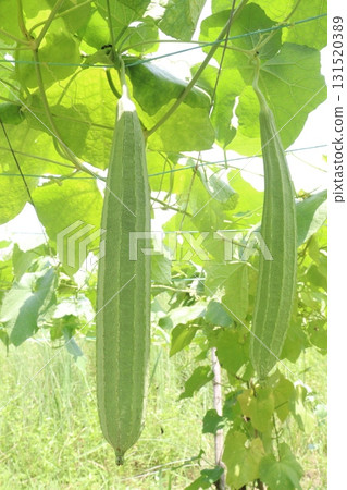 Luffa acutangula on farm for harvest Luffa acutangula on farm for harvest 131520389