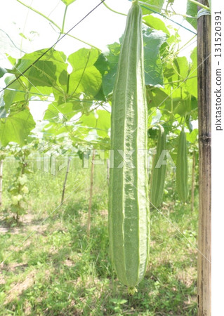 Luffa acutangula on farm for harvest Luffa acutangula on farm for harvest 131520391