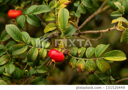Bright red rosehip fruit growing on leafy branch Bright red rosehip fruit growing on leafy branch 131520449