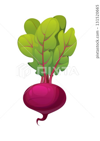 Cartoon raw ripe beetroot vegetable with deep purple bulb and vivid green leaves. Isolated vector healthy food, organic farming produce, fresh garden plant, vegetarian nutrition, cooking ingredient 131520665
