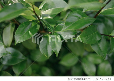 Leaves bathed in sunlight in June 131520754