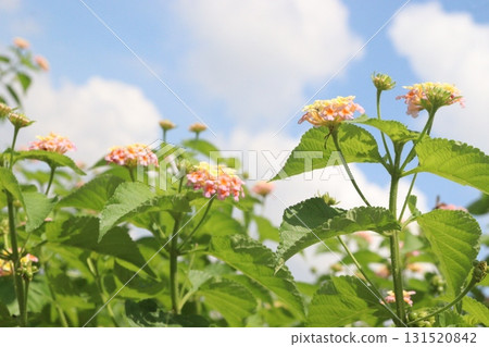 Lantana camara flower on tree 131520842