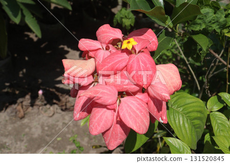 Mussaenda philippica flower plant on nursery 131520845