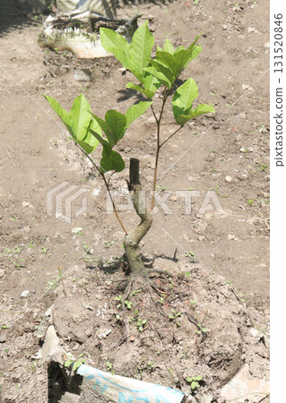 Longan fruit on tree in farm 131520846