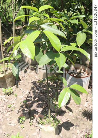 Velvet Apples fruit plant seedling on nursery 131520847