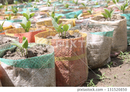 Malabar spinach seedling on bag in farm Malabar spinach seedling on bag in farm 131520850