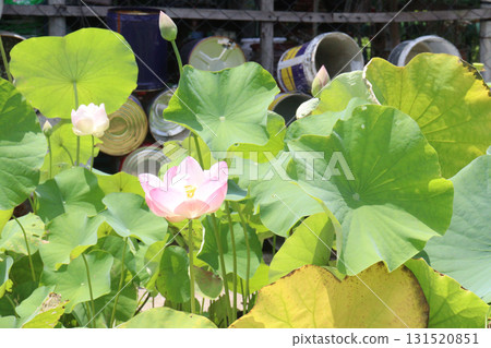 Nelumbo nucifera also called yellow lotus flower on pot Nelumbo nucifera also called yellow lotus flower on pot 131520851
