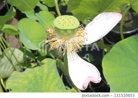 Nelumbo nucifera also called yellow lotus flower on pot Nelumbo nucifera also called yellow lotus flower on pot 131520853