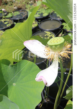 Nelumbo nucifera also called yellow lotus flower on pot 131520854