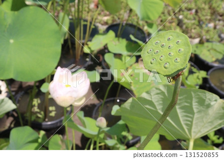 Nelumbo nucifera also called yellow lotus flower on pot Nelumbo nucifera also called yellow lotus flower on pot 131520855