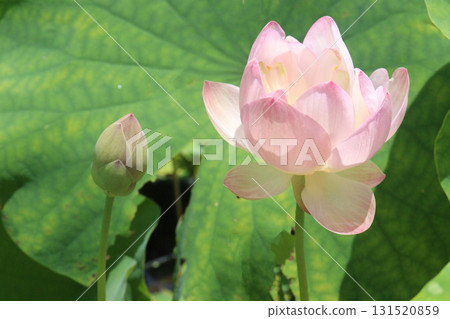 Nelumbo nucifera also called yellow lotus flower on pot Nelumbo nucifera also called yellow lotus flower on pot 131520859