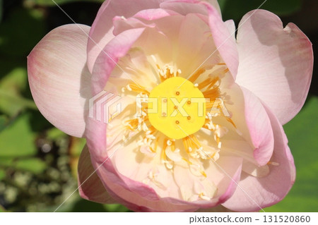 Nelumbo nucifera also called yellow lotus flower on pot Nelumbo nucifera also called yellow lotus flower on pot 131520860