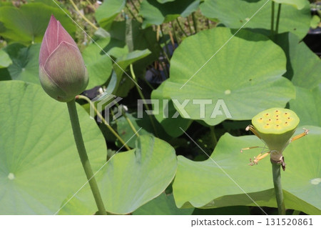 Nelumbo nucifera also called yellow lotus flower on pot 131520861