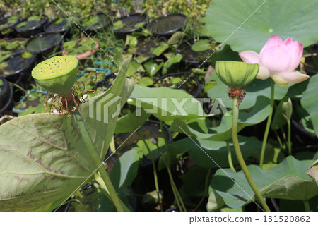 Nelumbo nucifera also called yellow lotus flower on pot 131520862