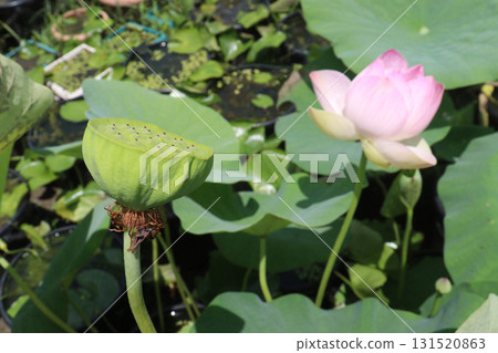 Nelumbo nucifera also called yellow lotus flower on pot 131520863