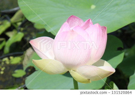 Nelumbo nucifera also called yellow lotus flower on pot Nelumbo nucifera also called yellow lotus flower on pot 131520864