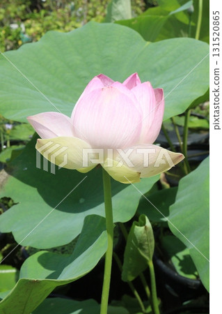 Nelumbo nucifera also called yellow lotus flower on pot 131520865