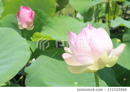 Nelumbo nucifera also called yellow lotus flower on pot Nelumbo nucifera also called yellow lotus flower on pot 131520866