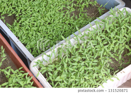 tomato seedling on farm for sell 131520871