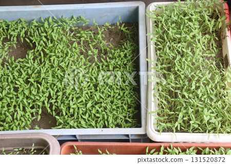 tomato seedling on farm for sell tomato seedling on farm for sell 131520872