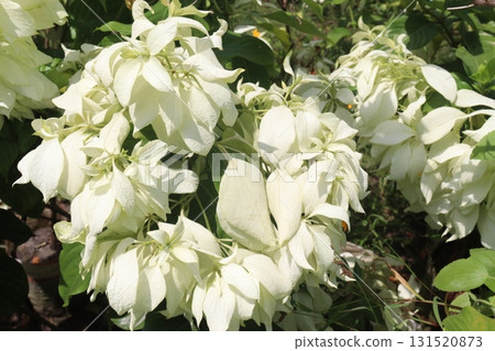 Mussaenda philippica flower plant on nursery 131520873