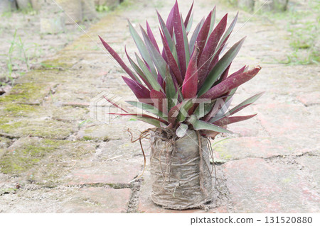 Tradescantia spathacea plant on bag in nursery Tradescantia spathacea plant on bag in nursery 131520880