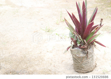 Tradescantia spathacea plant on bag in nursery Tradescantia spathacea plant on bag in nursery 131520886