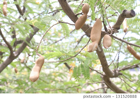 tamarind on tree in farm for sell are cash crops 131520888