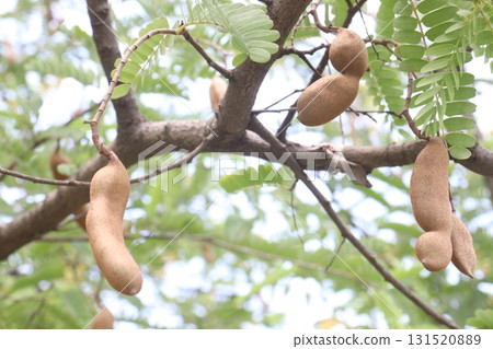 tamarind on tree in farm for sell are cash crops 131520889
