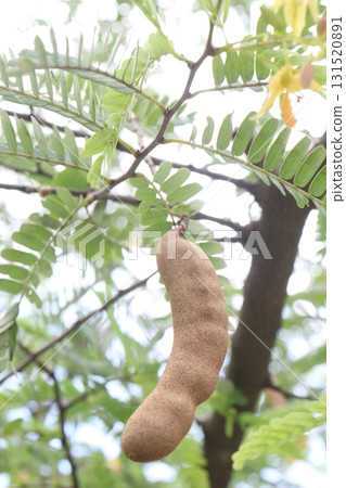 tamarind on tree in farm for sell are cash crops tamarind on tree in farm for sell are cash crops 131520891