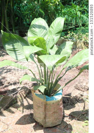 Spathiphyllum tree plant on farm 131520893