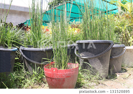 Rough Horsetail plant is a hydro hero Rough Horsetail plant is a hydro hero 131520895